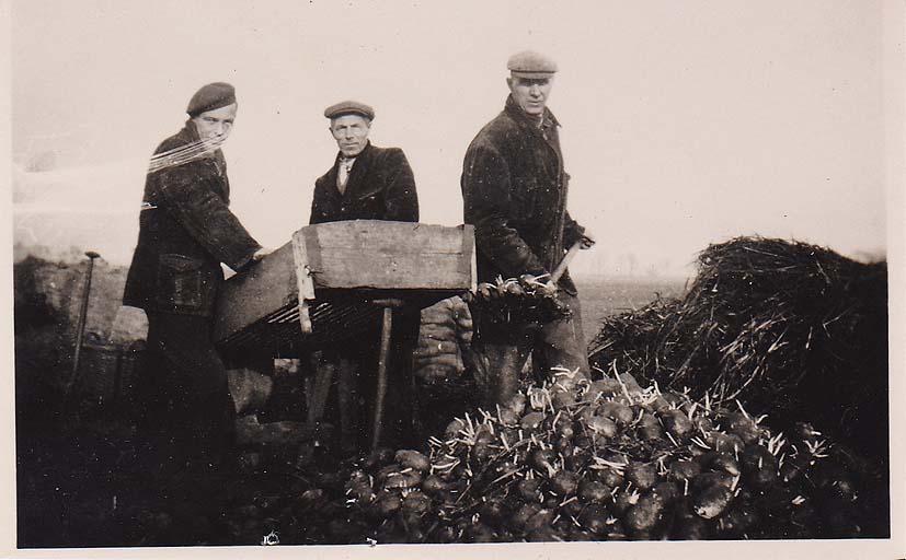 Aardappelen sorteren op het land op een sjouwe (sorteertafel). vLnR Lucas Mulder, zijn vader Albert Mulder en Klaas Wolters, Noordkamp.
